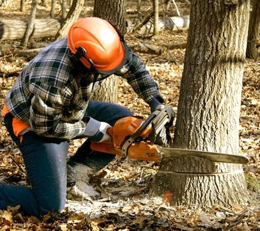 Tree Removal in Comfort, TX